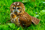 tawny owl Strix aluco-6896