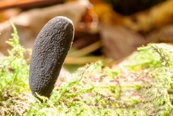 Dead Mans Fingers - Xylaria polymorpha