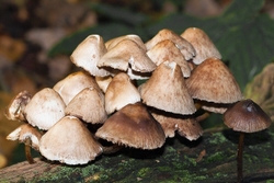 Mycena species