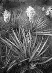 0394 - Agaves
