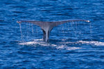 Fluke 2 0A3A4635
