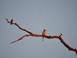 Red Billed Hornbill - SA