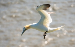 Bempton Gannets portfolio