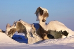 Ice Bird 5751