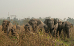 Charge of elephants