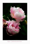 Rosa 'Juhannusmorsian' 2