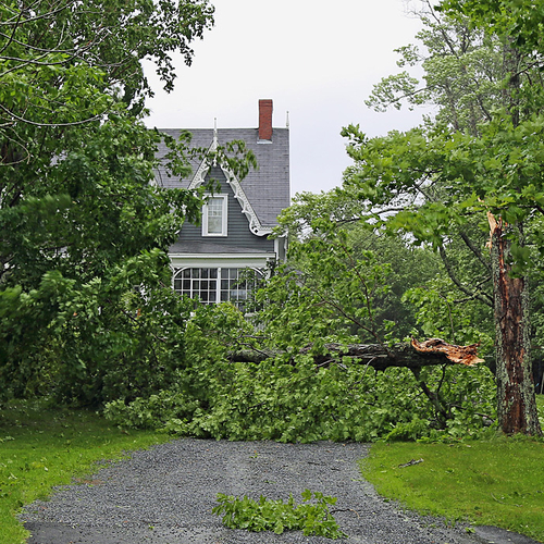 Many old growth maples were felled from the power of Arthur.