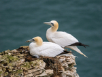 Gannets