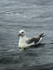 SBF003: Fulmar