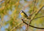 Blue Tit