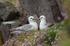 Fulmars