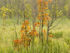 Wetland-June Morning