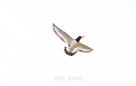 BPP_4446