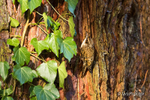 Spot the Treecreeper!