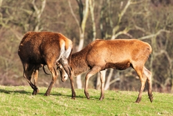 Red Deer