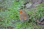 Robin