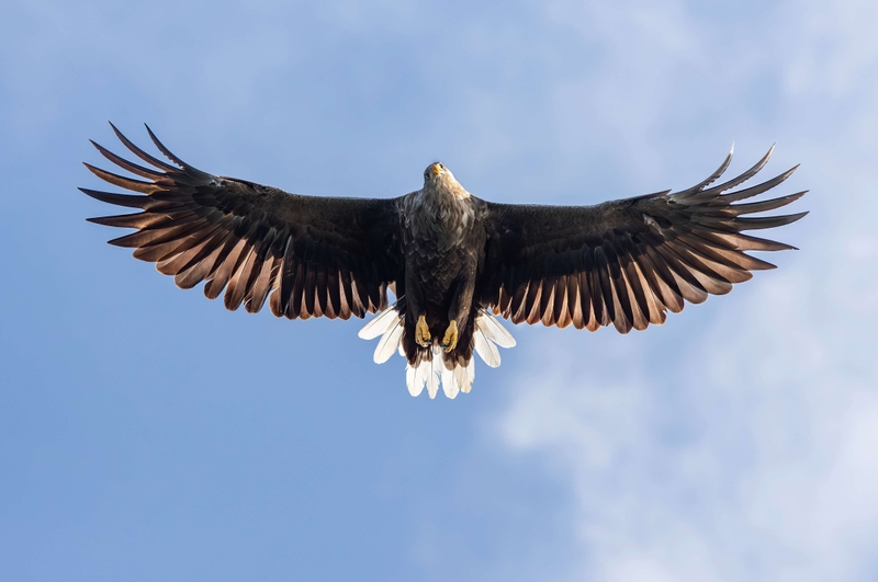 White Tailed Eagle - Isle of Mull - Scotland
