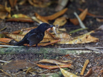 Black-hooded Antshrike...