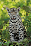 Jaguar cub (female) sitting up, Rio Sao Lourenco, Mato Grosso, Brazil