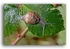 2061 snail