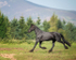 friesians 101-63