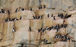 Guillemot nesting cliffs