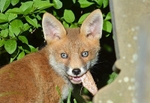 May 2020 - Red Fox cub