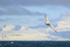 Kittiwake flying behind boat, Snæfellsnes peninsula, Iceland