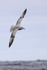 Southern Fulmar banking at sea, South Africa
