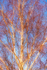 2nd January Golden Glow