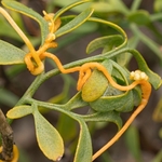 Field Dodder (Cuscuta campestris)