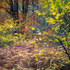 Whitecliffe Wood