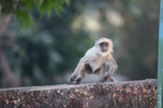 Young hanuman langur sat on a wall in India