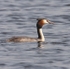 Great Crested Grebe