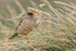 Austral Thrush in long grass, Carcass Island, Falklands