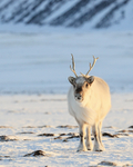 Reindeer (adult) front, Svalbard, Norway