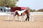 Class 702 - IH Show Horse-Pony portfolio