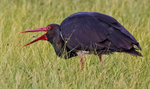Black Stork