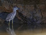 Yellow-crowned Night H...