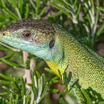 The European green lizard (Lacerta viridis)  ♂︎
