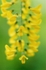 Laburnum