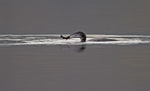 Great Northern Diver with American Signal Crayfish