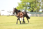 Class 77 - LIHS BSHA Rising Star Cobs portfolio