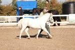 SBM_11382