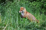 Hunting Fox,County Louth