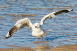Gull Bath 1