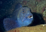 Anarhichas lupus