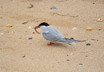 Arctic Tern