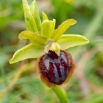 Gargano Ophrys (Ophrys sphegodes ssp.  ssp passionis.. also O. garganica, O. passionis)