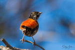 Red Wren Young Male 6
